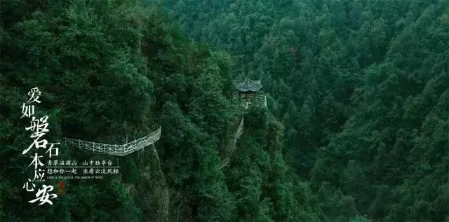 什么狗聪明听话又好养